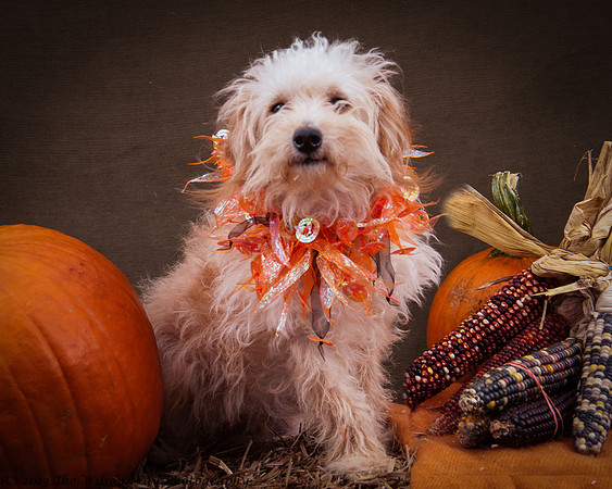 Foster Frisco-7272