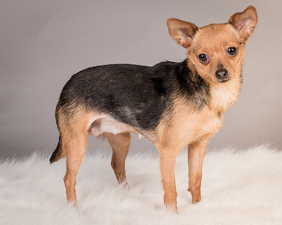 Foster Pixie-3487