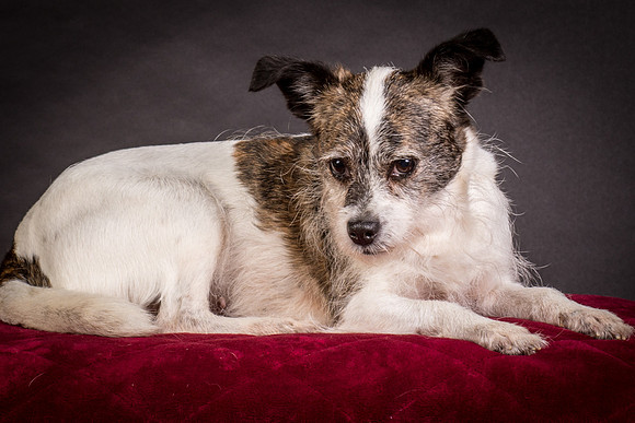 Foster Sinclair-9709