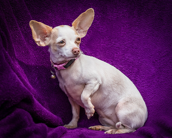 Foster Mrs C-8104