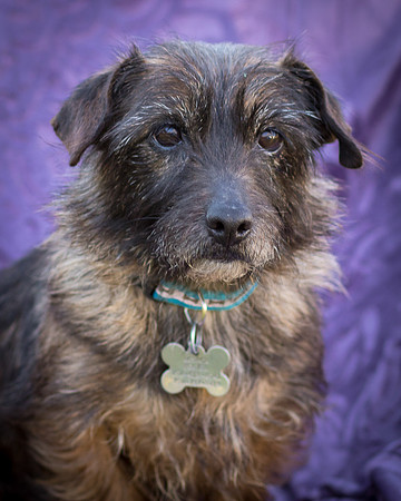 Foster Inky-4226