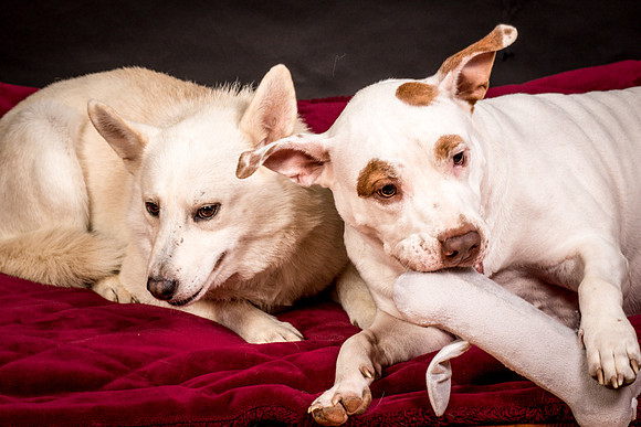 Foster Joanie-0577