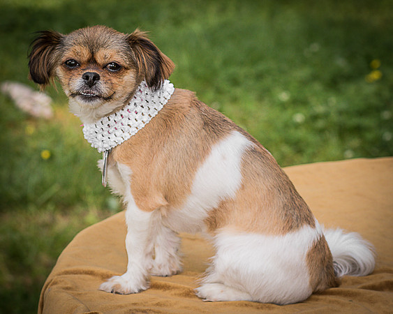 Foster Missy-0577