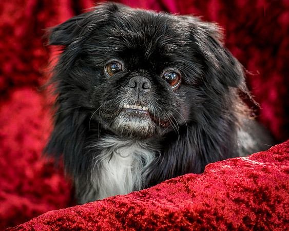 Foster Prince-0943