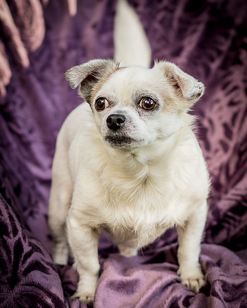 Foster Petey-0003
