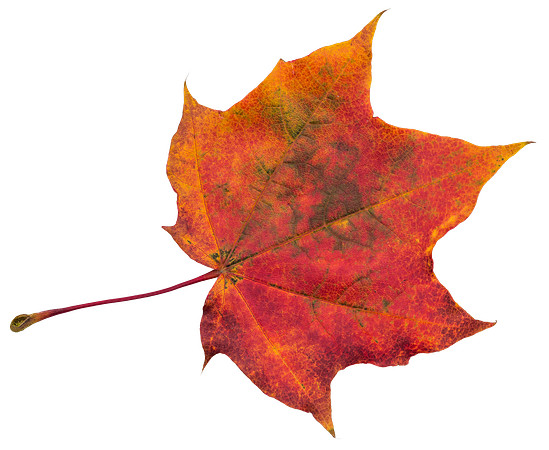 Leaf_44