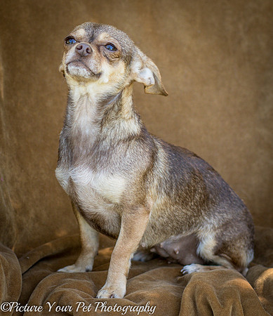 Foster Tango-6446