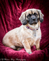 Foster Trudy-47