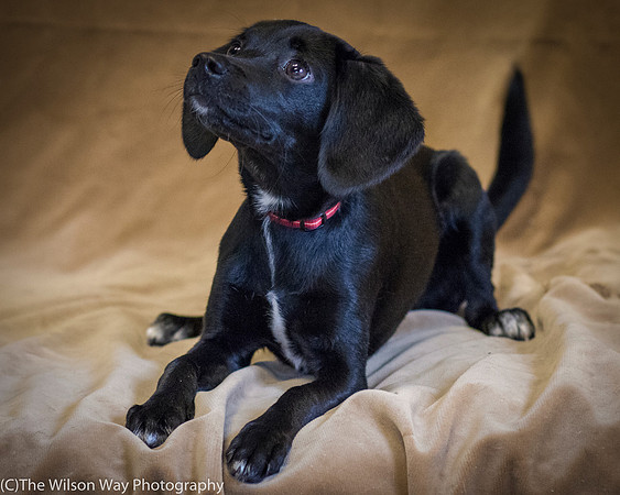 Foster Capri-0607