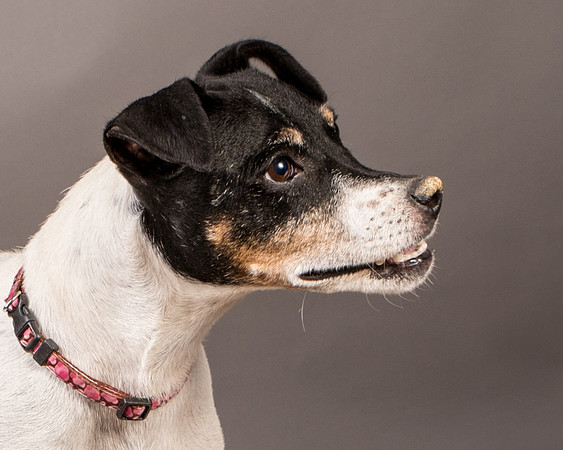 Foster Pollyanna-3931