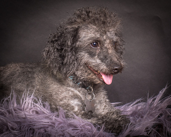 Foster Mokey-1370