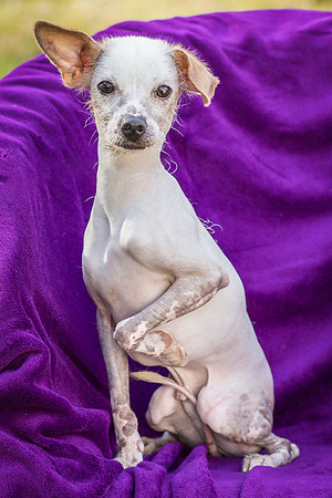 Foster Dobby-8863