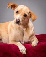 Foster June-3451