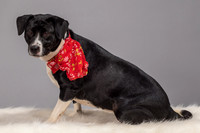 Foster Geisha-4156