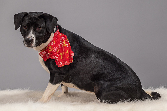 Foster Geisha-4156