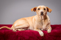 Foster June-3439