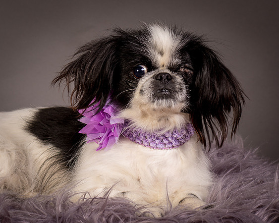 Foster Gypsy Rose-7925
