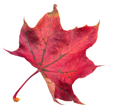Leaf_40
