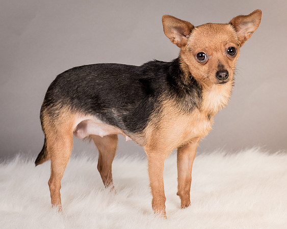 Foster Pixie-3486
