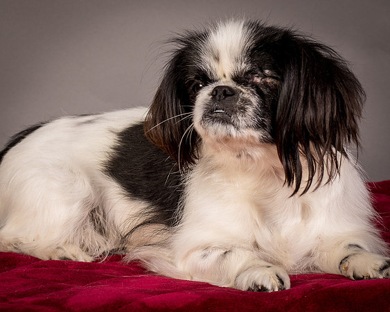 Foster Gypsy Rose-7753