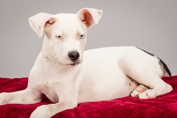 Foster Alvin-4788
