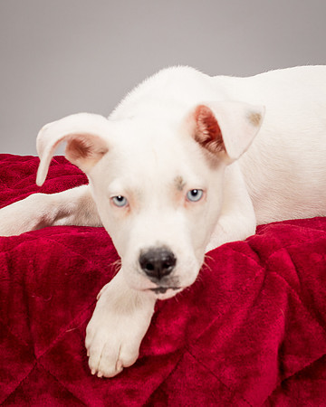 Foster Alvin-4796