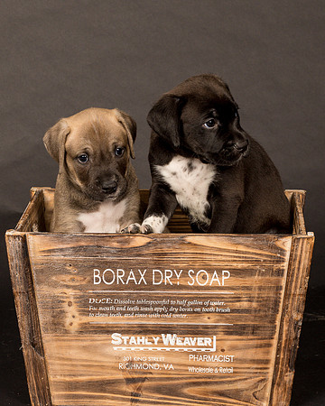 Fosters Pebbles and Gazoo-1713