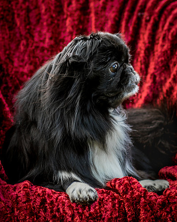 Foster Prince-0856