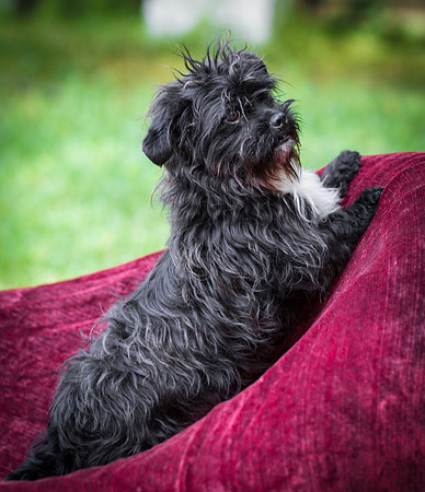 Foster Lady Elaine-8594