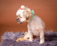 Foster Frida-2-5