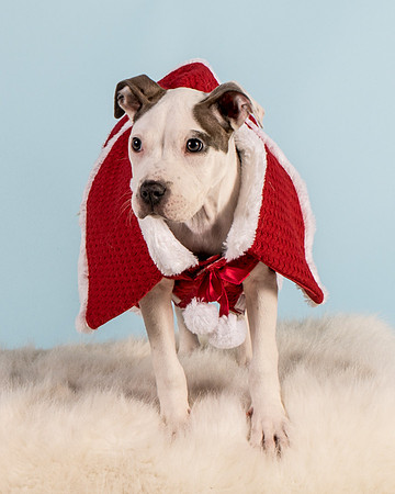 Foster Luna-4734
