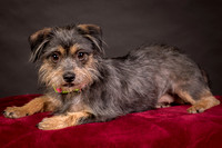 Foster Nadine-9601