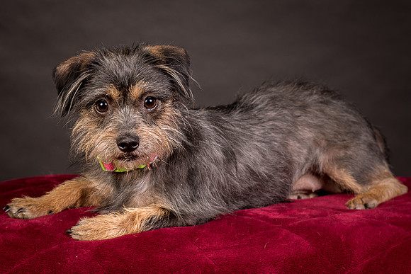 Foster Nadine-9601