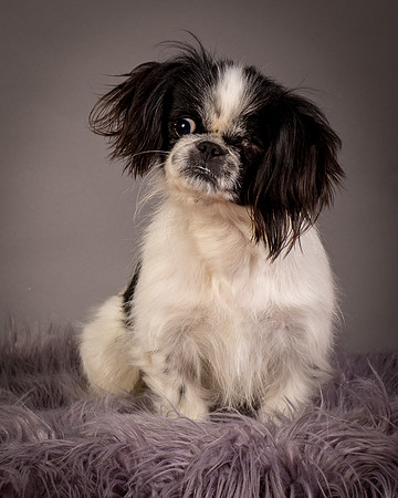 Foster Gypsy Rose-7845