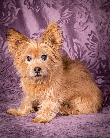 Foster Nessa-5691