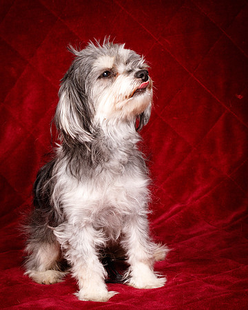 Foster Alex-6315