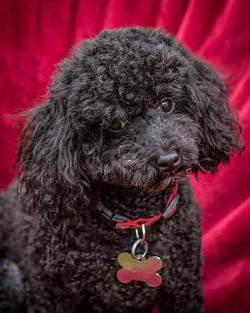 Foster Mindy-7452