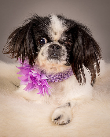 Foster Gypsy Rose-7963