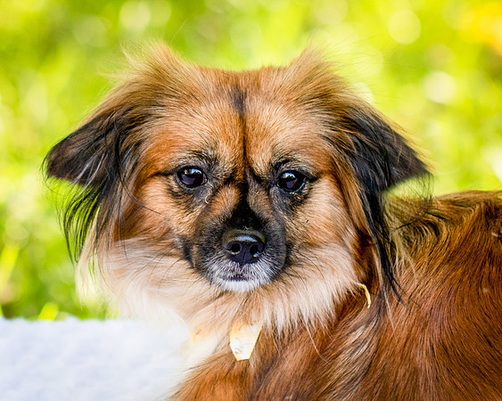 Foster Petunia-9210
