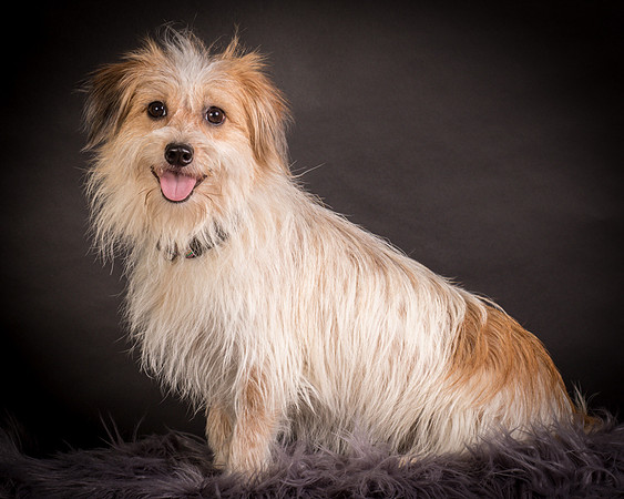 Foster Tiny-1236