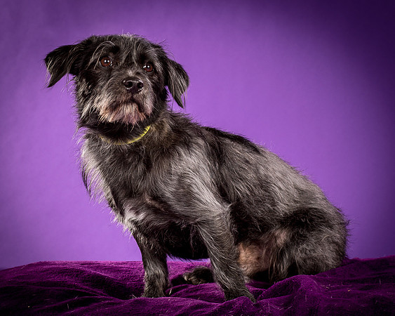 Foster Phoenix-5128