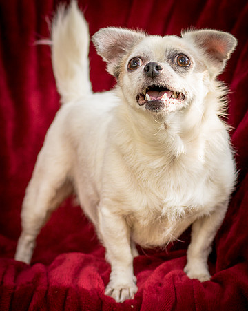 Foster Petey-9387