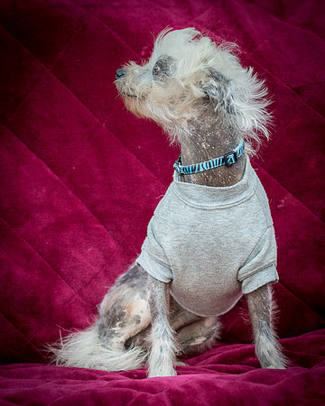 Foster Freckles-5441