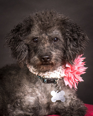 Foster Mokey-1619