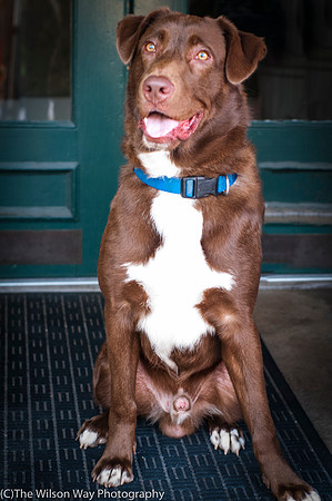Coco aka Charlie-8767