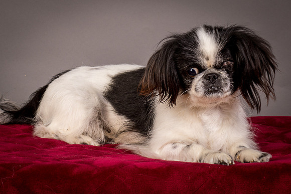 Foster Gypsy Rose-7740