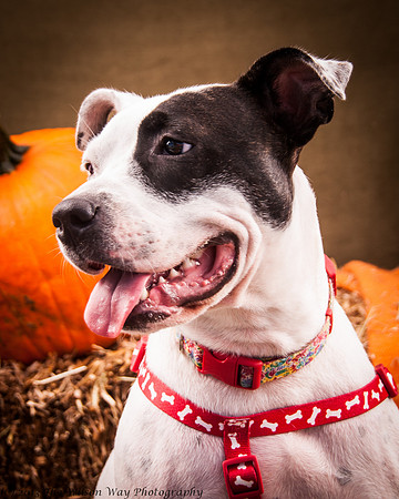 Foster snoopy-7426