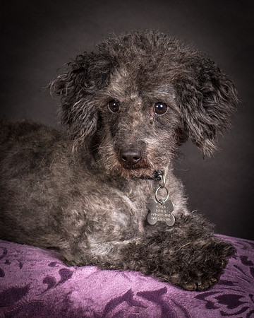 Foster Mokey-1507