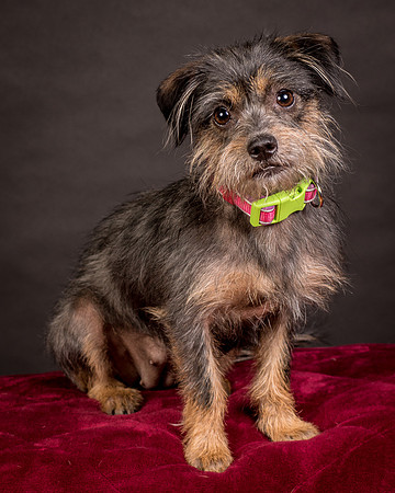 Foster Nadine-9631
