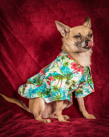Foster Kiwi-8510